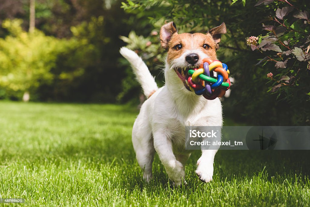 pet, dog, playing, ball, colorful, lawn, jack russell terrier