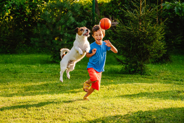 jack russell terrier jumping to catch ball